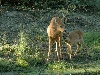  - chasseuse d'images