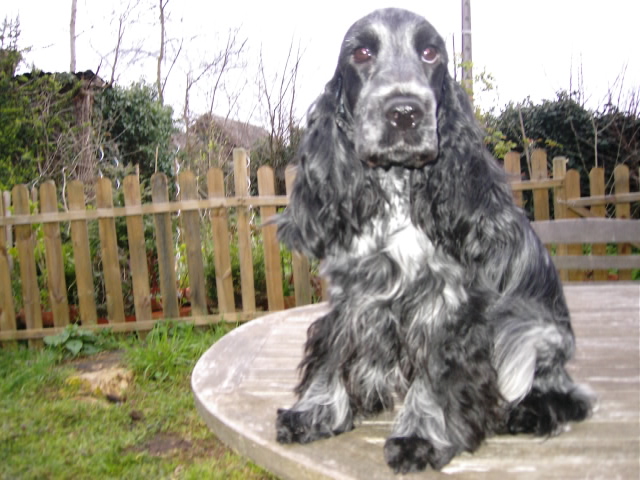 Vodka curacao de Quadragant