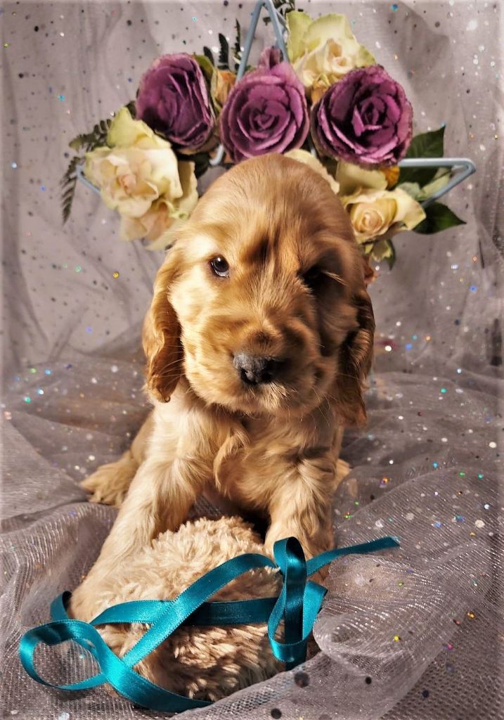 de la constellation de Stone - Cocker Spaniel Anglais - Portée née le 24/10/2022